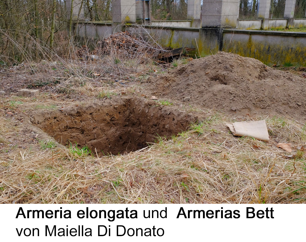 Armerias Bett